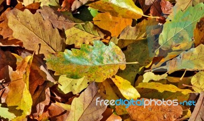 Autumn Leaves Stock Photo