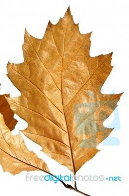 Autumn Leaves Stock Photo