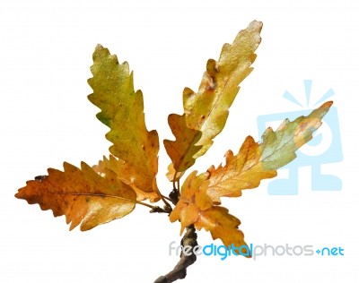 Autumn Leaves Stock Photo