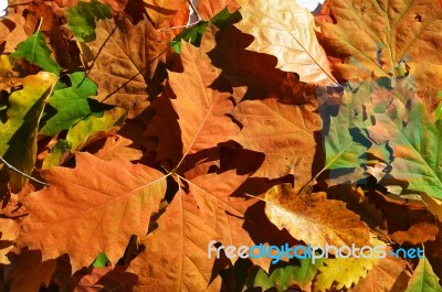 Autumn Leaves Stock Photo