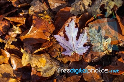 Autumn Leaves Stock Photo