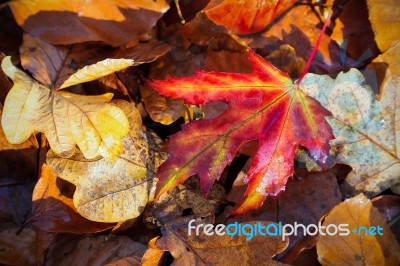 Autumn Leaves Stock Photo