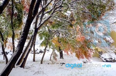 Autumn Leaves And First Snow In 2016 At Kawaguchi-ko, Japan Stock Photo