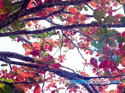 Autumn Leaves Background Stock Photo