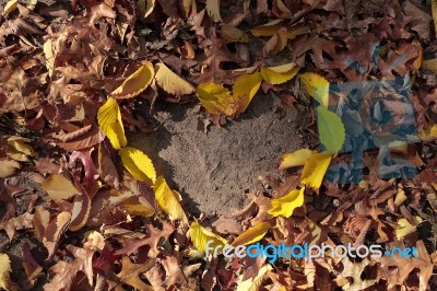 Autumn Leaves In Heart Shape In Natural Yellow Red Orange Color On Ground Stock Photo