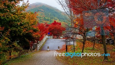 Autumn Leaves In Kawaguchiko, Stock Photo