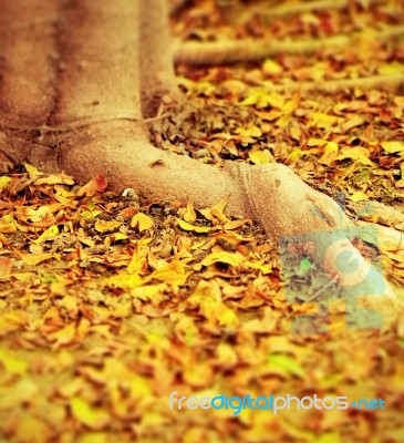 Autumn Leaves Under Big Tree Stock Photo