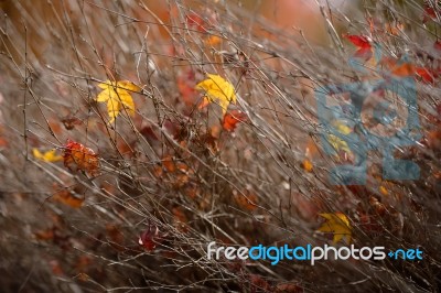 Autumn Maple Leaves Stock Photo