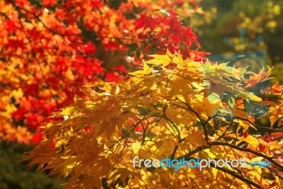 Autumn Maple Leaves Stock Photo