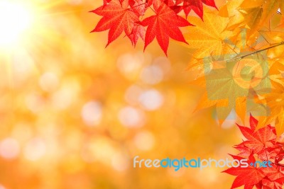 Autumn Maple Leaves Stock Photo