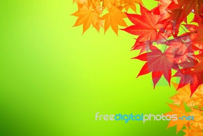 Autumn Maple Leaves Stock Photo