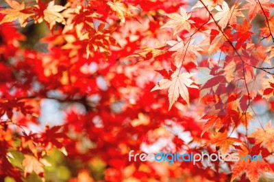 Autumn Maple Leaves Stock Photo