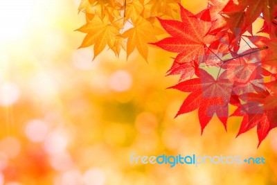 Autumn Maple Leaves Stock Photo