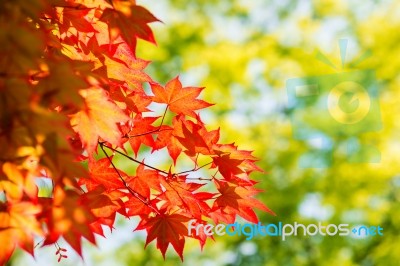 Autumn Maple Leaves Stock Photo