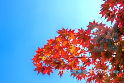 Autumn Maple Leaves Stock Photo