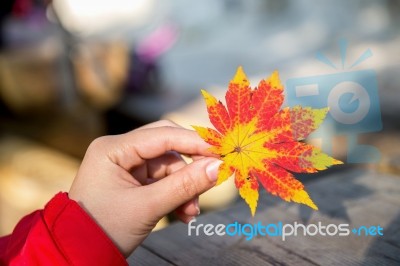 Autumn Maple Leaves In Girl Hands Stock Photo