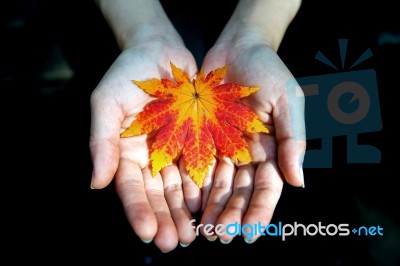 Autumn Maple Leaves In Girl Hands Stock Photo