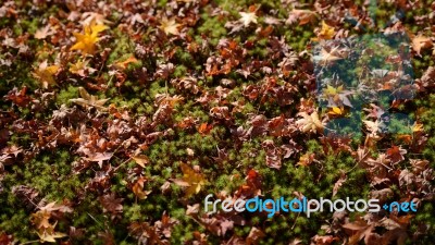 Autumn Maple Leaves On Green Plant Ground Stock Photo