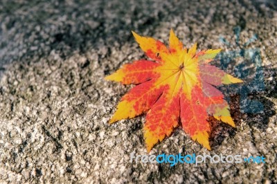 Autumn Maple Leaves On Wooden Background Stock Photo