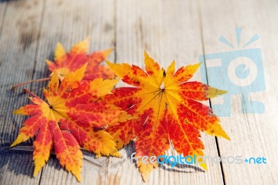 Autumn Maple Leaves On Wooden Background Stock Photo