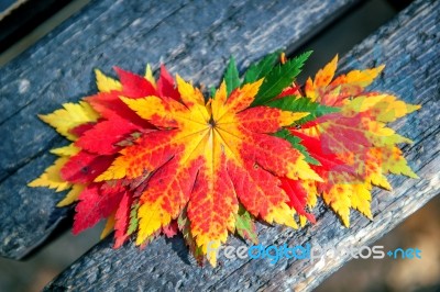 Autumn Maple Leaves On Wooden Background Stock Photo