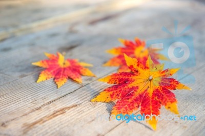 Autumn Maple Leaves On Wooden Background Stock Photo