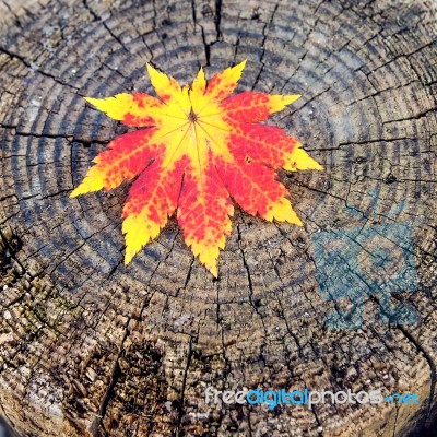 Autumn Maple Leaves On Wooden Background Stock Photo