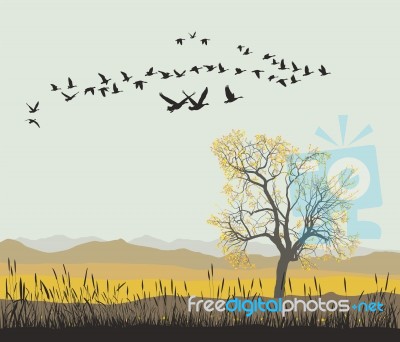 Autumn Migration Of Wild Geese Stock Image