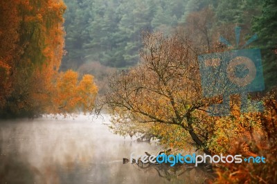 Autumn Misty Morning On The River. Yellow Birch Trees Stock Photo