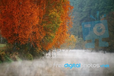 Autumn Misty Morning On The River. Yellow Birch Trees Stock Photo