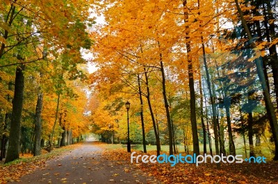 Autumn October Colorful Park. Foliage Trees Alley Stock Photo