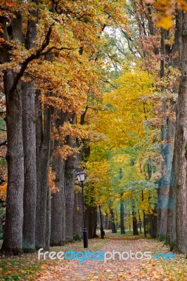 Autumn October Colorful Park. Foliage Trees Alley Stock Photo