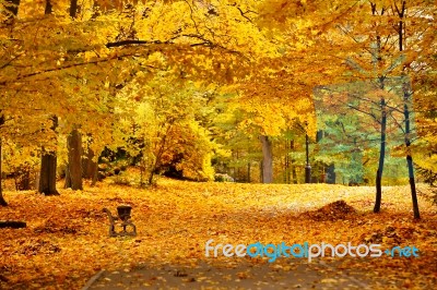 Autumn October Colorful Park. Foliage Trees Alley Stock Photo