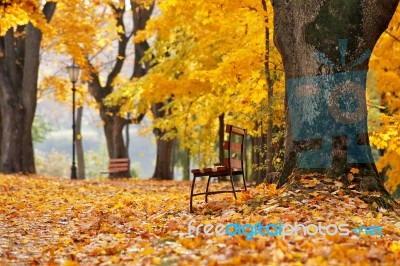 Autumn October Colorful Park. Foliage Trees Alley Stock Photo