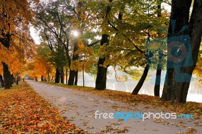 Autumn October Colorful Park. Foliage Trees Alley Stock Photo