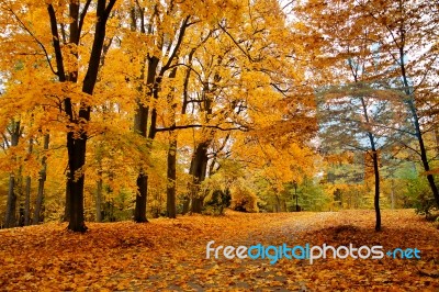 Autumn October Colorful Park. Foliage Trees Alley Stock Photo