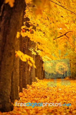 Autumn October Colorful Park. Foliage Trees Alley Stock Photo