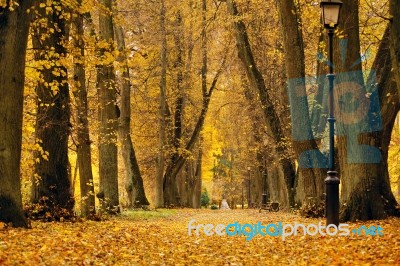 Autumn October Colorful Park. Foliage Trees Alley Stock Photo