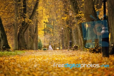 Autumn October Colorful Park. Foliage Trees Alley Stock Photo