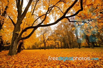 Autumn October Colorful Park. Foliage Trees Alley Stock Photo