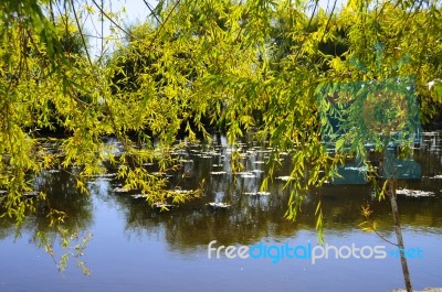 Autumn Scenery Near A Lake With Yellow Leaves On  Trees In Fall Stock Photo