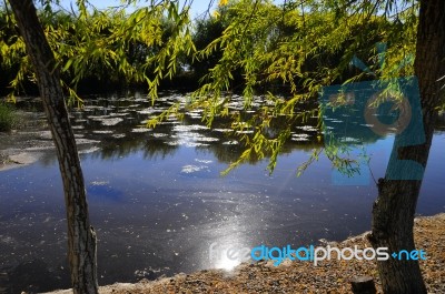 Autumn Scenery Near A Lake With Yellow Leaves On  Trees In Fall Stock Photo