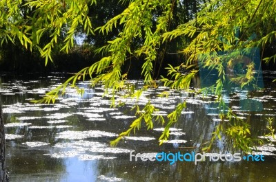 Autumn Scenery Near A Lake With Yellow Leaves On  Trees In Fall Stock Photo