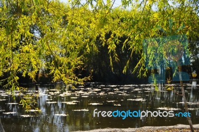 Autumn Scenery Near A Lake With Yellow Leaves On  Trees In Fall Stock Photo