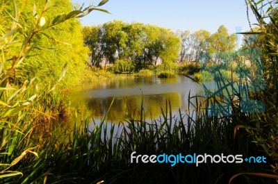 Autumn Scenery Near A Lake With Yellow Leaves On  Trees In Fall Stock Photo