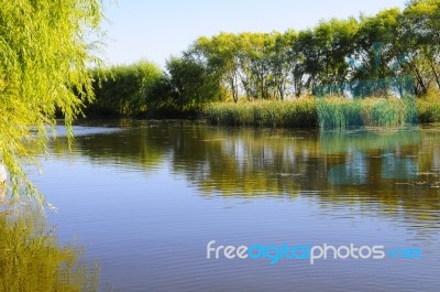 Autumn Scenery Near A Lake With Yellow Leaves On  Trees In Fall Stock Photo