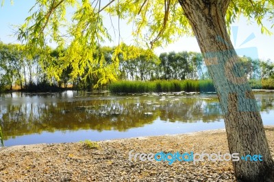 Autumn Scenery Near A Lake With Yellow Leaves On  Trees In Fall Stock Photo