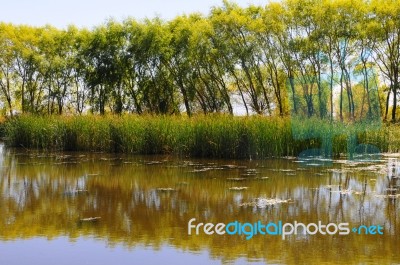 Autumn Scenery Near A Lake With Yellow Leaves On  Trees In Fall Stock Photo