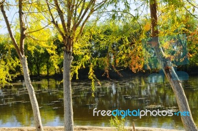 Autumn Scenery Near A Lake With Yellow Leaves On  Trees In Fall Stock Photo