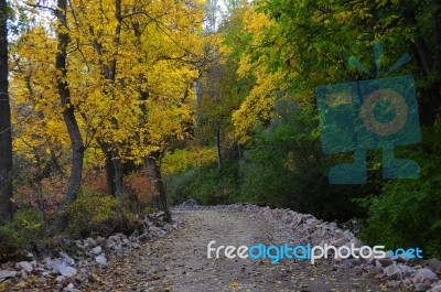 Autumn Scenery With Yellow, Green And Red Shinning Leaves In Fall In The Forest Stock Photo